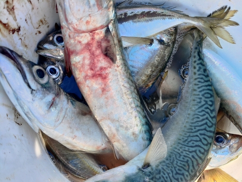 サバの釣果