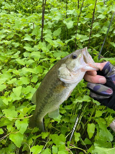 ブラックバスの釣果