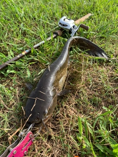 ナマズの釣果