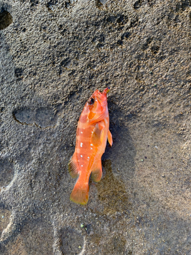 アコウの釣果