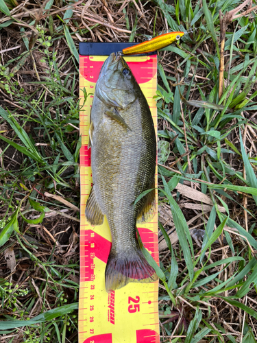 スモールマウスバスの釣果