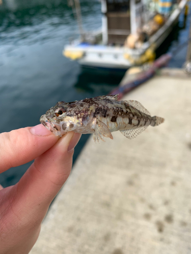 アナハゼの釣果