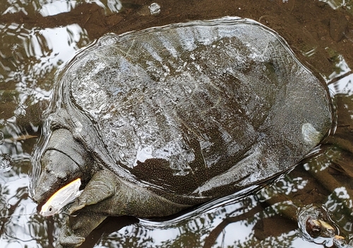 釣果