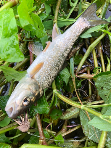 ウグイの釣果