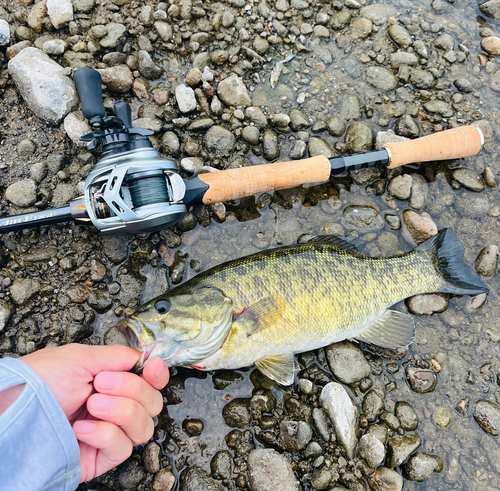 スモールマウスバスの釣果