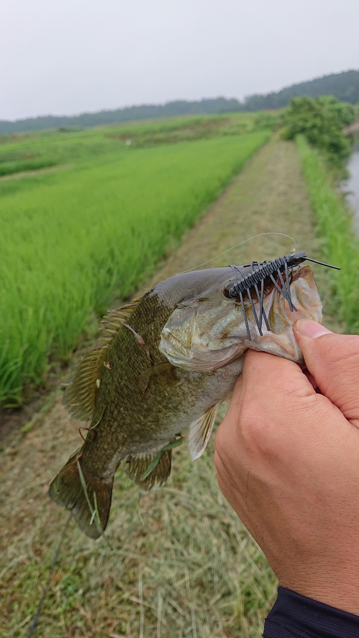 スモールマウスバス