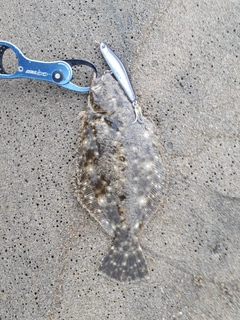 ソゲの釣果