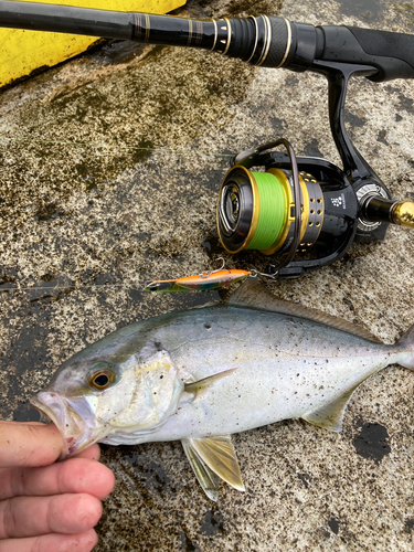 ショゴの釣果