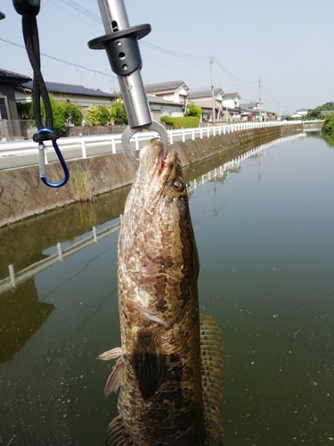 ライギョの釣果