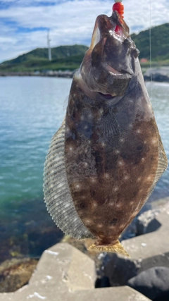 ヒラメの釣果