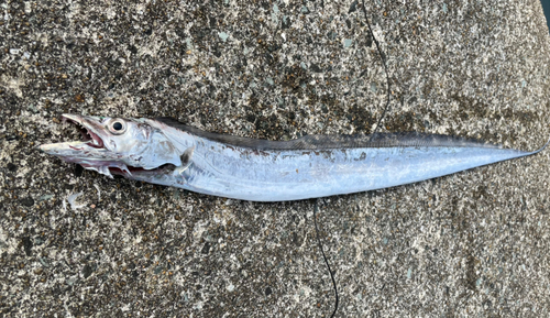 タチウオの釣果