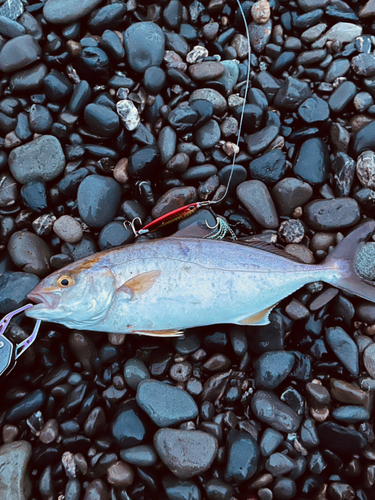 ショゴの釣果