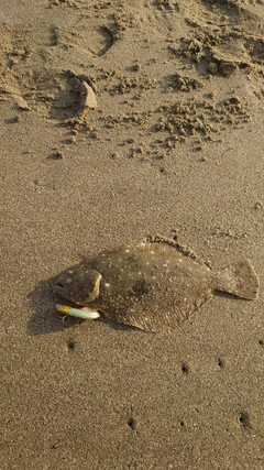 ヒラメの釣果