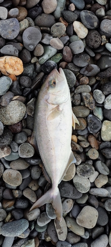 ショゴの釣果