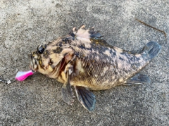 オウゴンムラソイの釣果