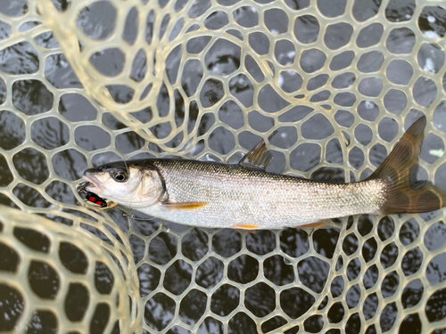 ウグイの釣果