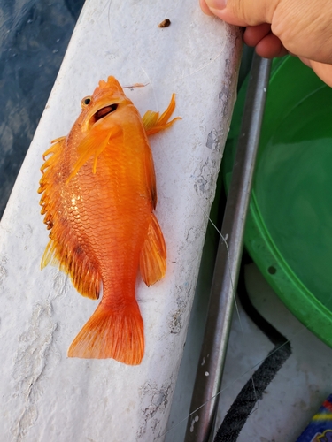 メイチダイの釣果