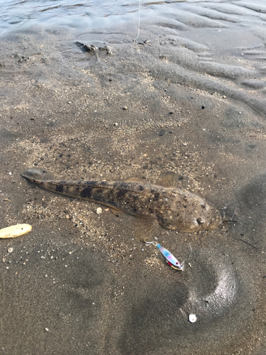 マゴチの釣果