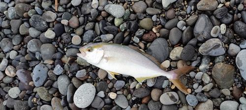 ショゴの釣果