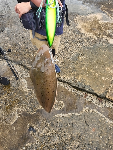 シタビラメの釣果