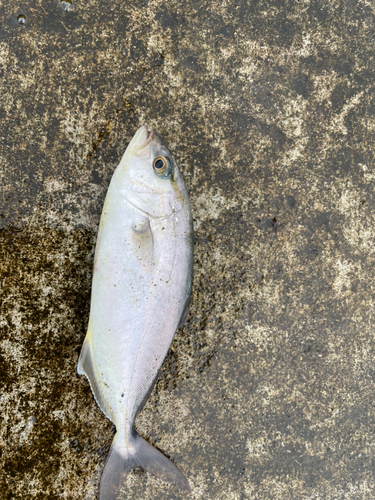 ショゴの釣果