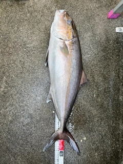 カンパチの釣果