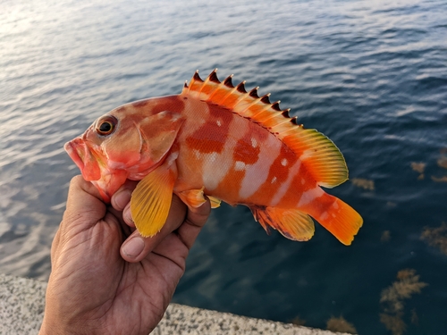 アカハタの釣果