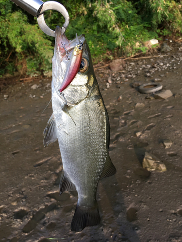 セイゴ（マルスズキ）の釣果