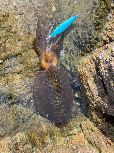 アオリイカの釣果