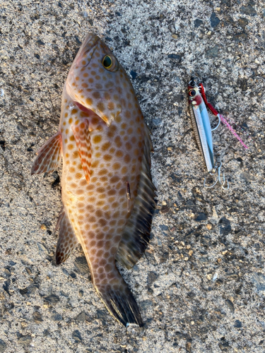 オオモンハタの釣果