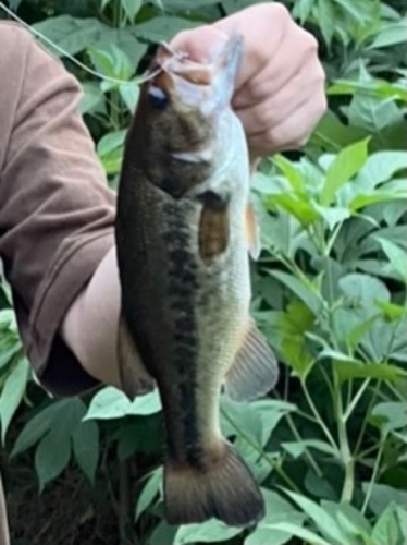 ラージマウスバスの釣果