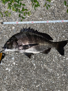 クロダイの釣果