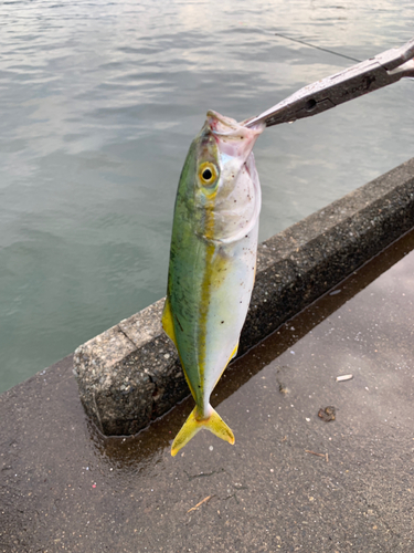 ワカシの釣果