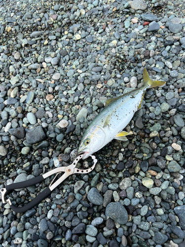 ワカシの釣果