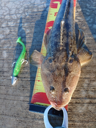 マゴチの釣果