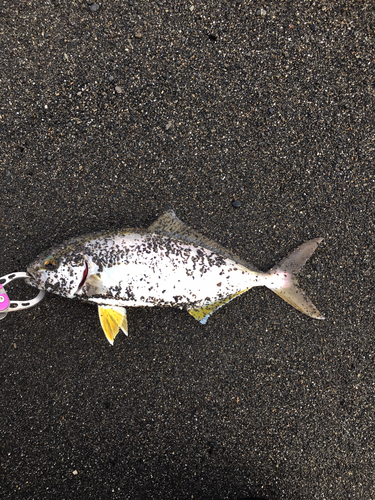 ショゴの釣果