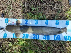 マナマズの釣果