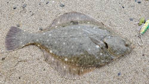 カレイの釣果