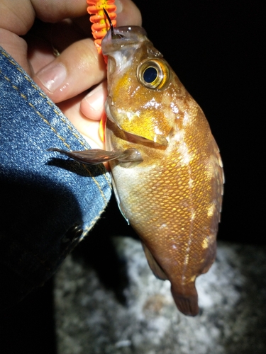 エゾメバルの釣果