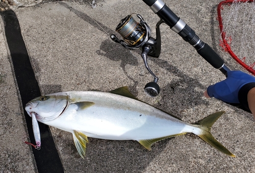 ヒラマサの釣果