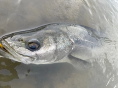 スズキの釣果