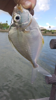 セイタカヒイラギの釣果