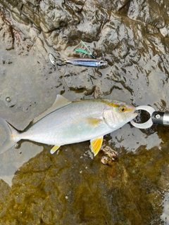 ショゴの釣果