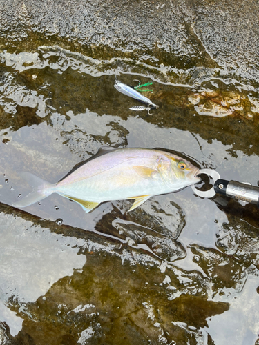 ショゴの釣果