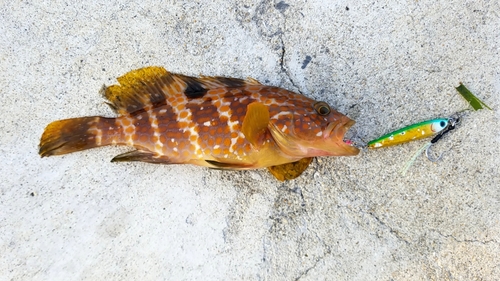 キジハタの釣果