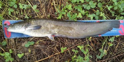 ニホンナマズの釣果