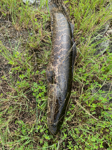 カムルチーの釣果