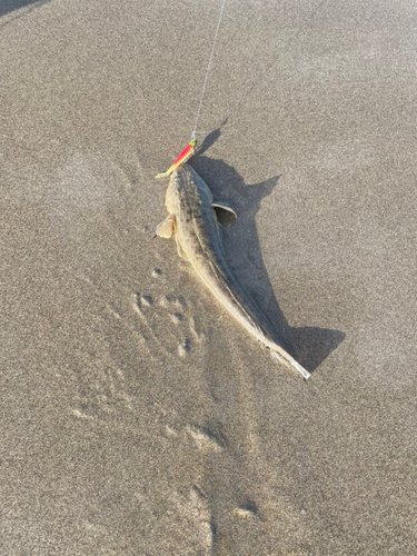 マゴチの釣果