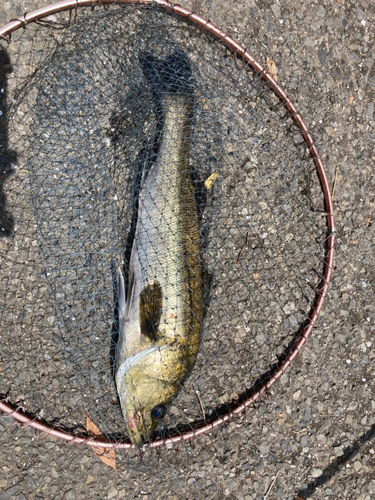 スズキの釣果