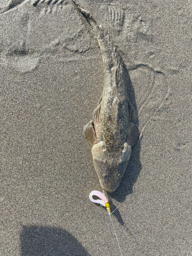 マゴチの釣果